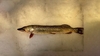 Щука тушка охлажденная под заказ