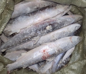 Якутская ряпушка с икрой 